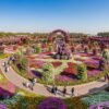 "A panoramic view of Dubai Miracle Garden during a miracle garden dubai half day tour, showing colorful flower arches, tunnels, and visitors walking along pathways.